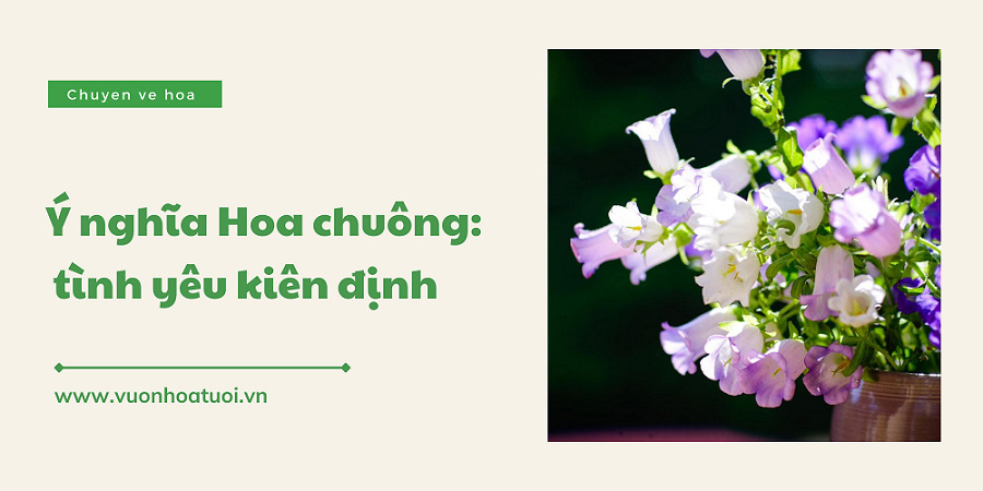 Hiểu ý nghĩa hoa chuông: biểu tượng của tình yêu kiên định